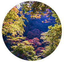 Bring-Clean-Air-To-Life Bring-Clean-Air-To-Life